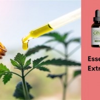 Essential CBD Extract Price Australia Reviews Or Where To Buy Essential CBD Oil!